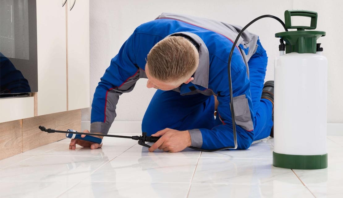 مكافحة النمل