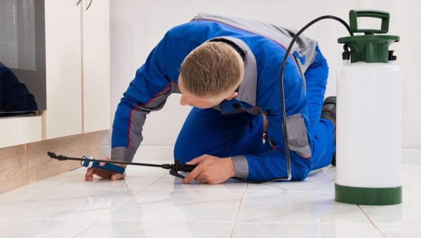 مكافحة النمل