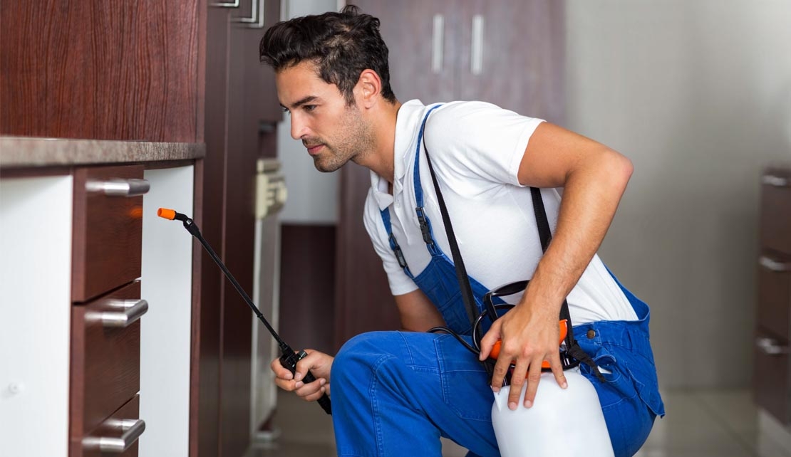 مكافحة سوس الخشب