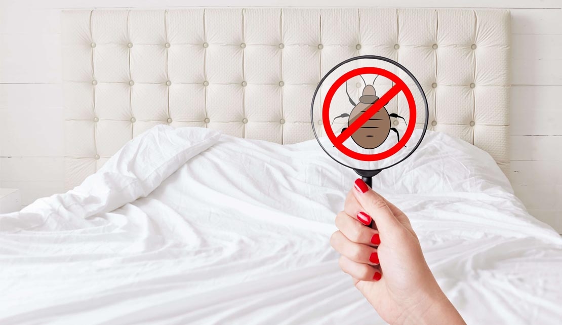 مكافحة البق