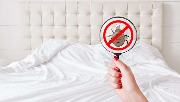 مكافحة البق